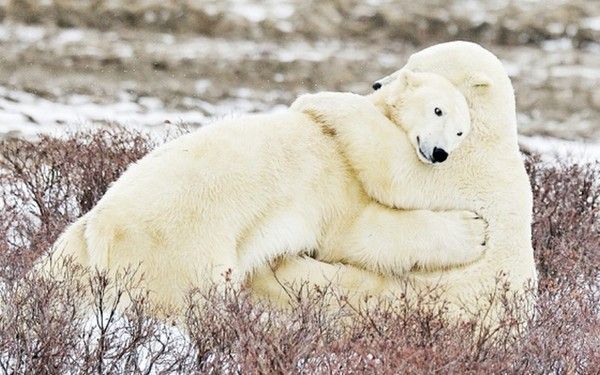 gros gros câlin