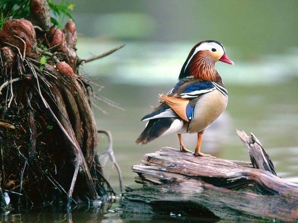 beauté..matinal...