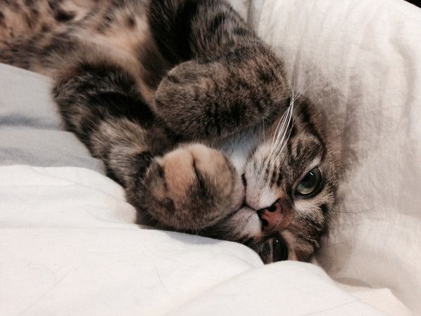 chat y'est.....