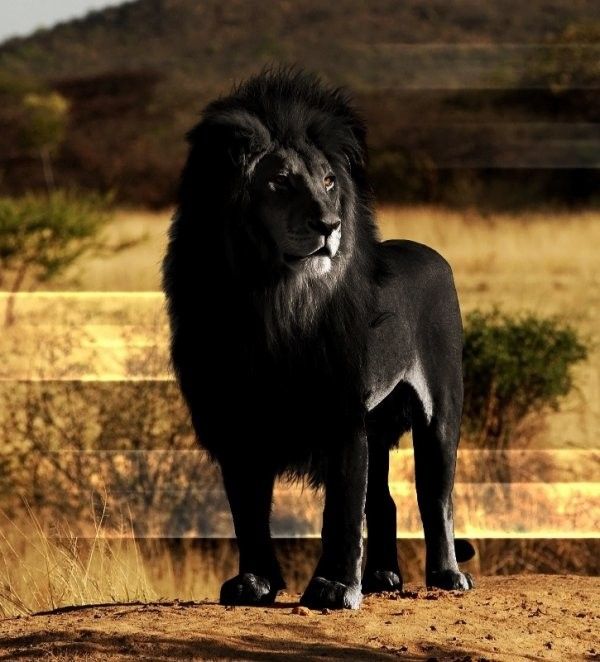 Lion noir