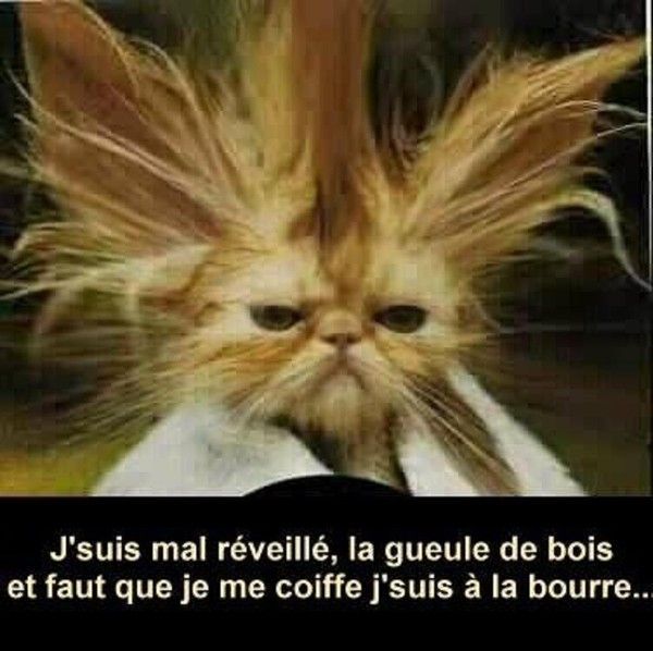 Mal réveillé...!!!