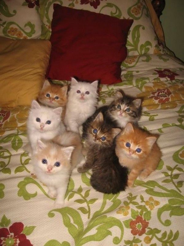 funny cat