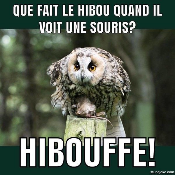 hibou