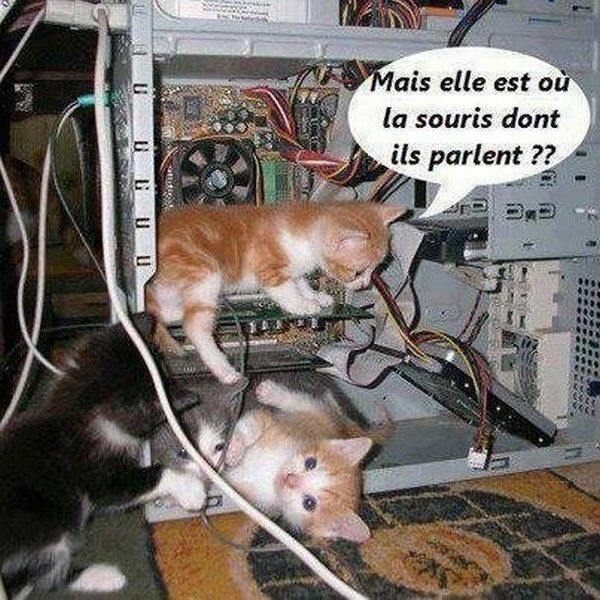 Humour de chat