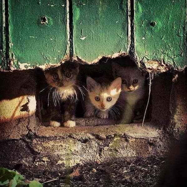 coucou