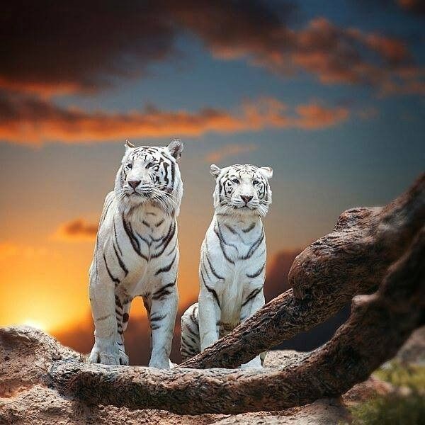 tigre blanc