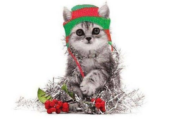 ti chat et 