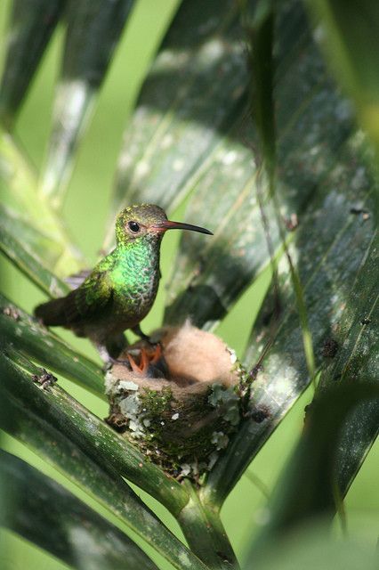 Un nid oiseau mouche...