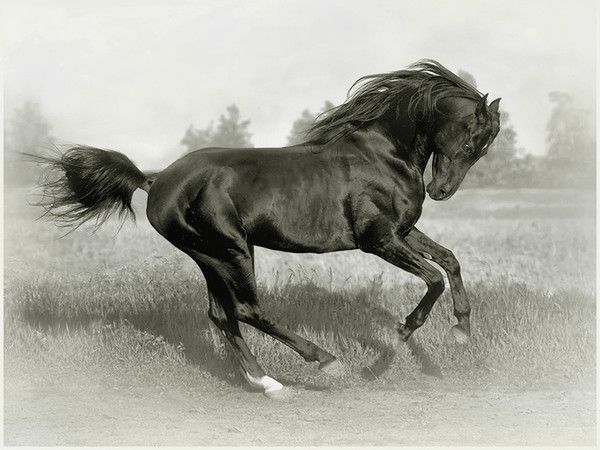 un beau cheval...