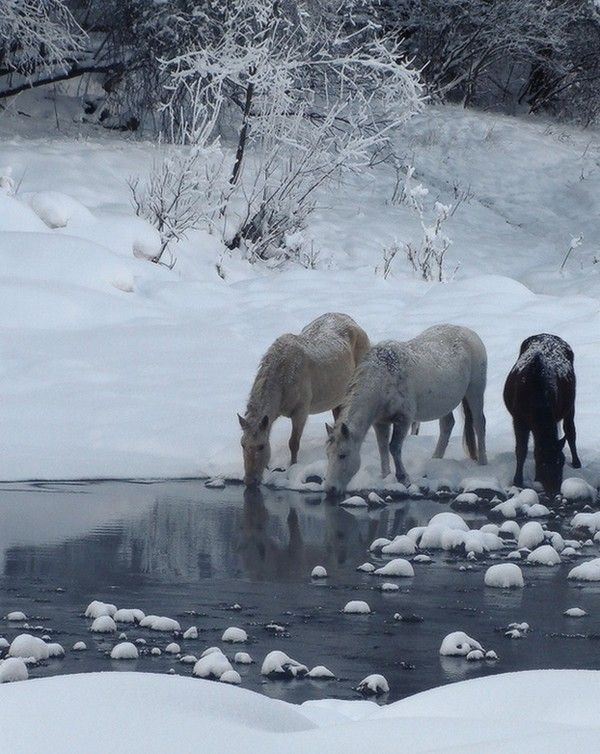 Chevaux et la neige