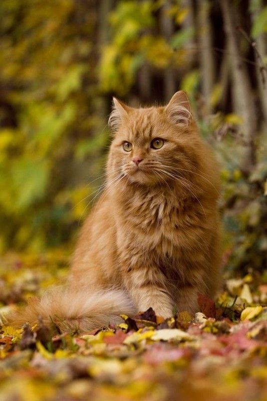 Chat automne