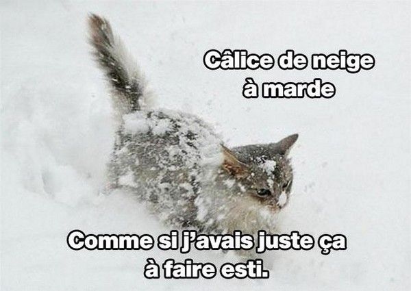 chat débute Québecois