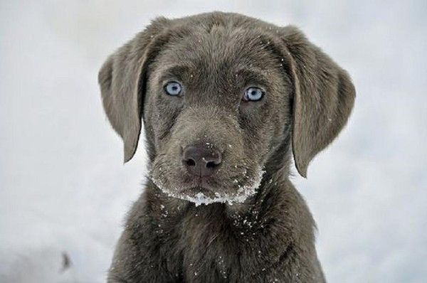Il adore la neige..lui...