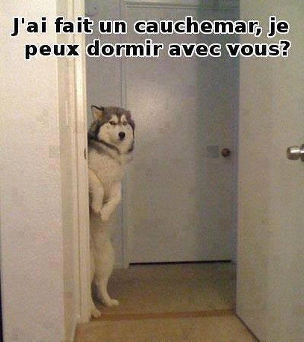 coucou