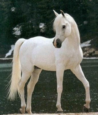 Le cheval du prince charmant...