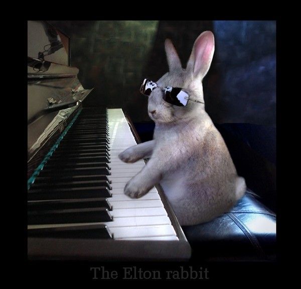 Elton Rabbit