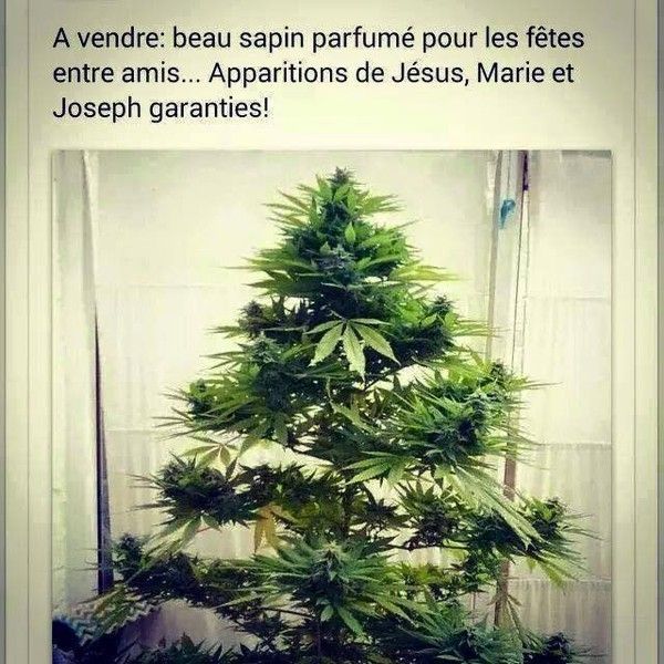 arbre de noël..hi..hi..