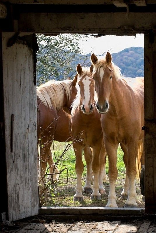 De beau blond....