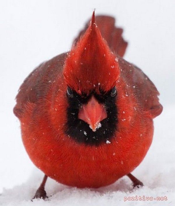 cardinal...pas content..hi.hi..