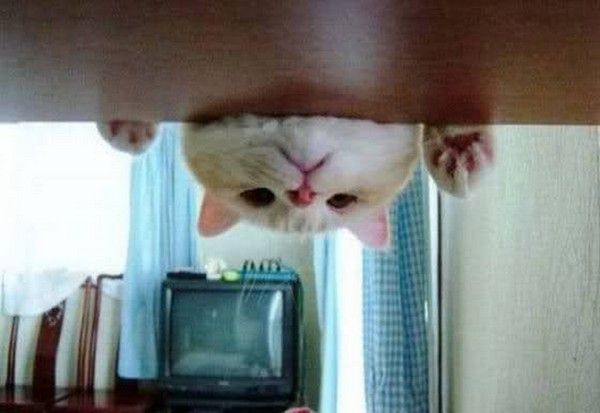 coucou....hi.hi..