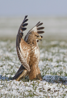 Oiseau  prêt à l'attaque....