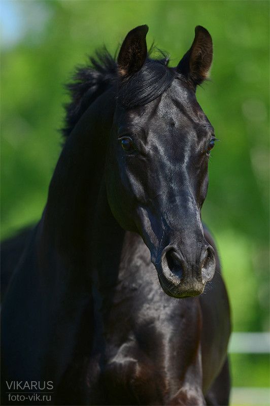 Cheval noir