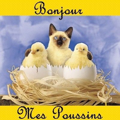 Bonjour les amis
