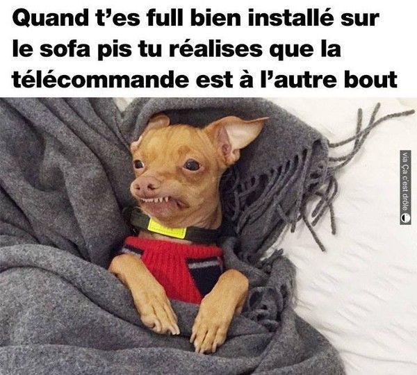 chat ces fru...fru..hi.hi..