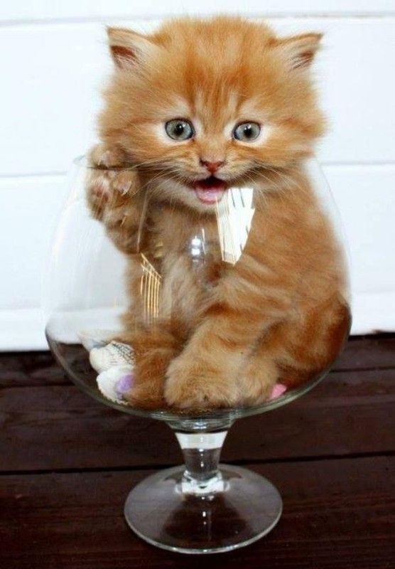 bonne apéro