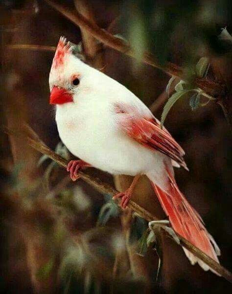 cardinal