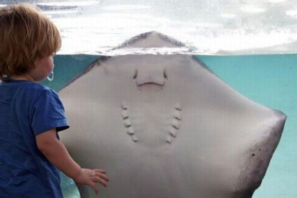 L'idée d'une raie fait toujours sourire!