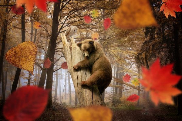 de faire ours