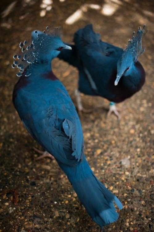 Des oiseaux bleu a bel crête...