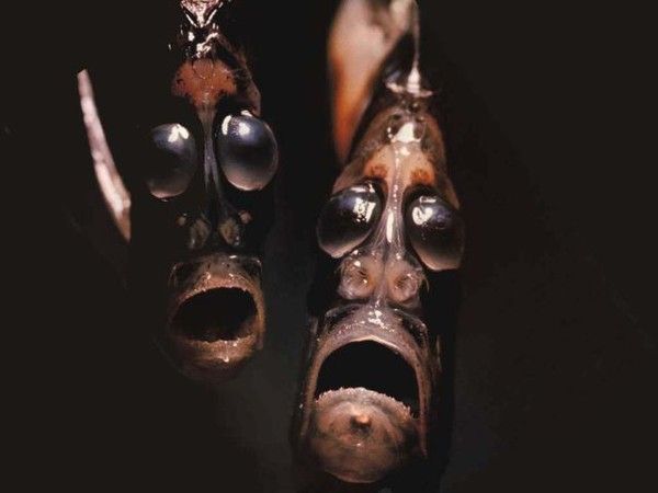 Des poissons Pleures...hi.hi.