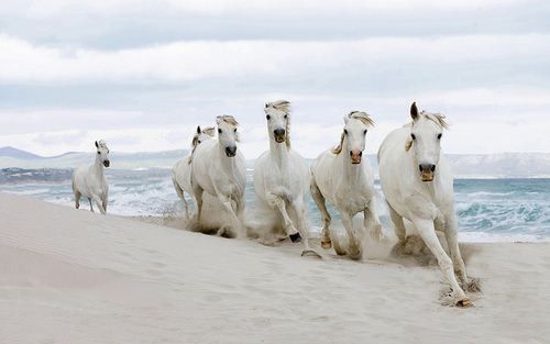 La puissance d'une gang!!...