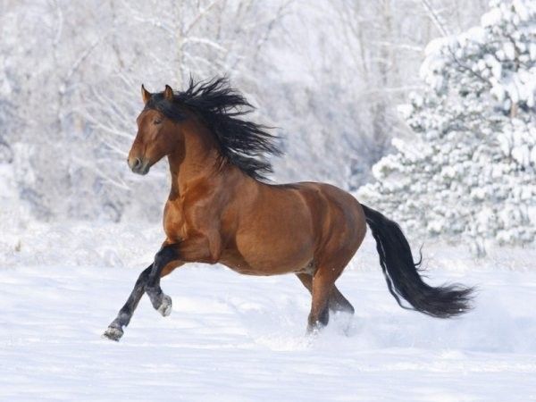 Un cheval dans la neige...
