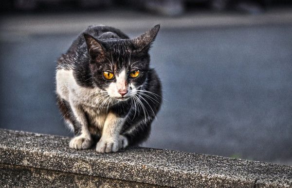 chat de rue