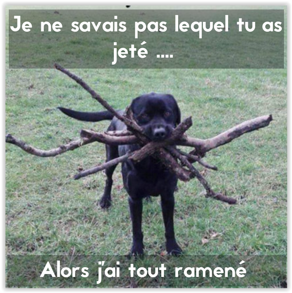 bon chien