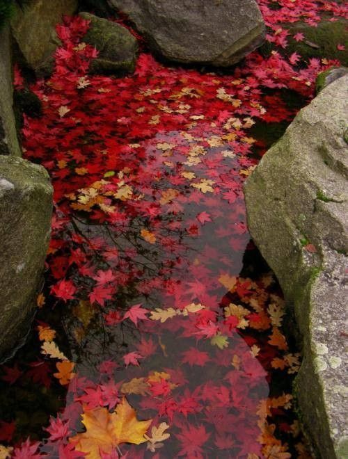 Ruisseaux d'automne