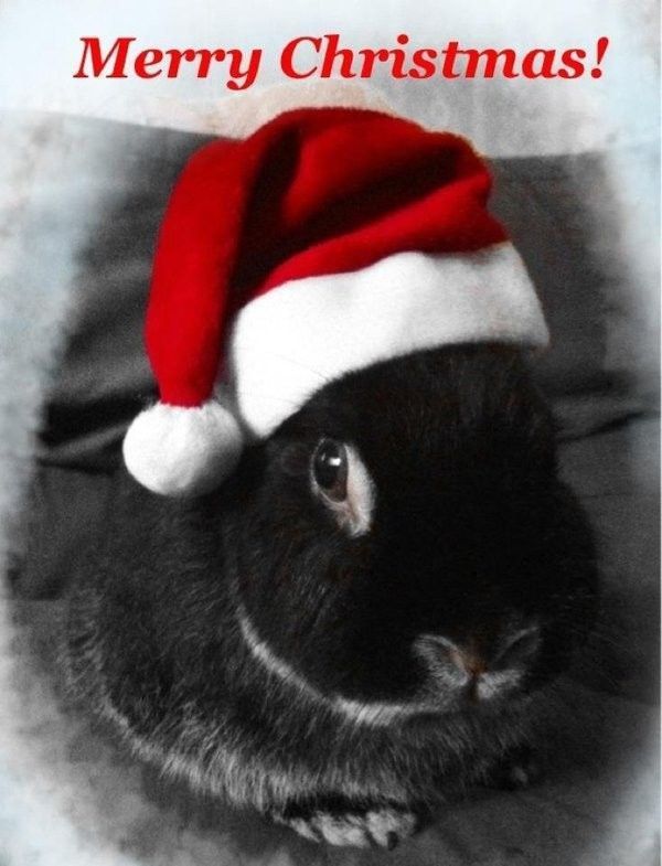 Noël...de Bunny...