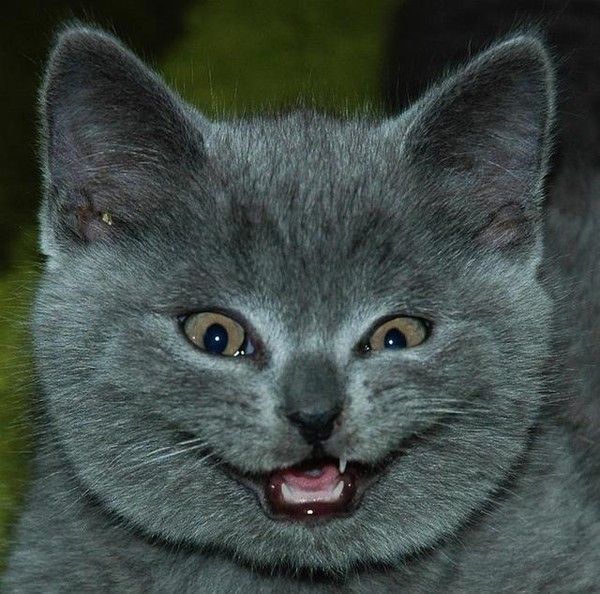 hi.hi....chat fais...