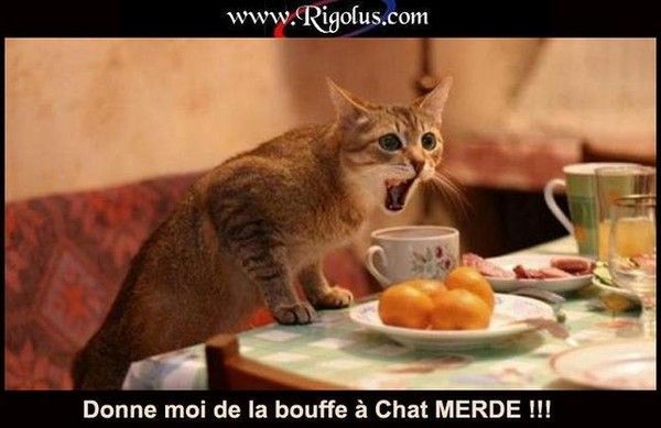 Un chat qui sait se qu'il veut pour bouffer