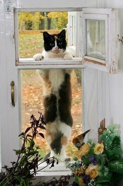 bonjour vous