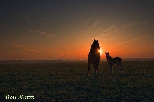 Bon Matin