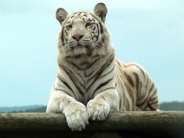 Tigre albinos...