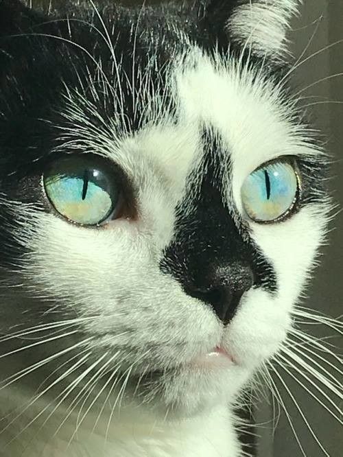 joli 