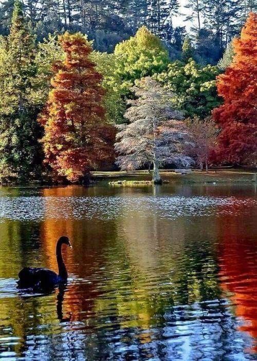 dernier....cygne