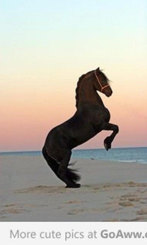 Un magnifique cheval...
