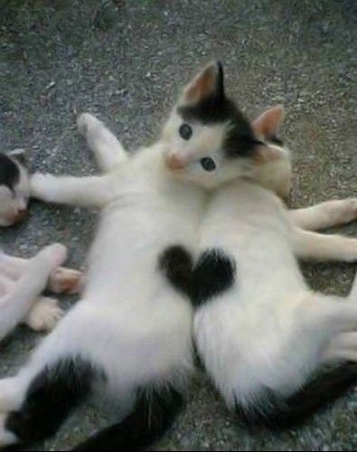 Un coeur de chat