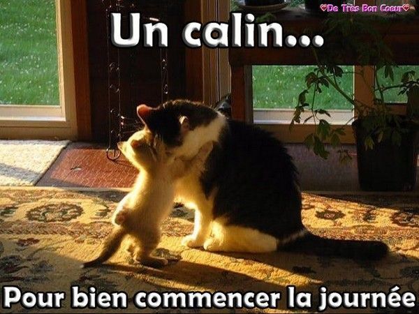 câlin